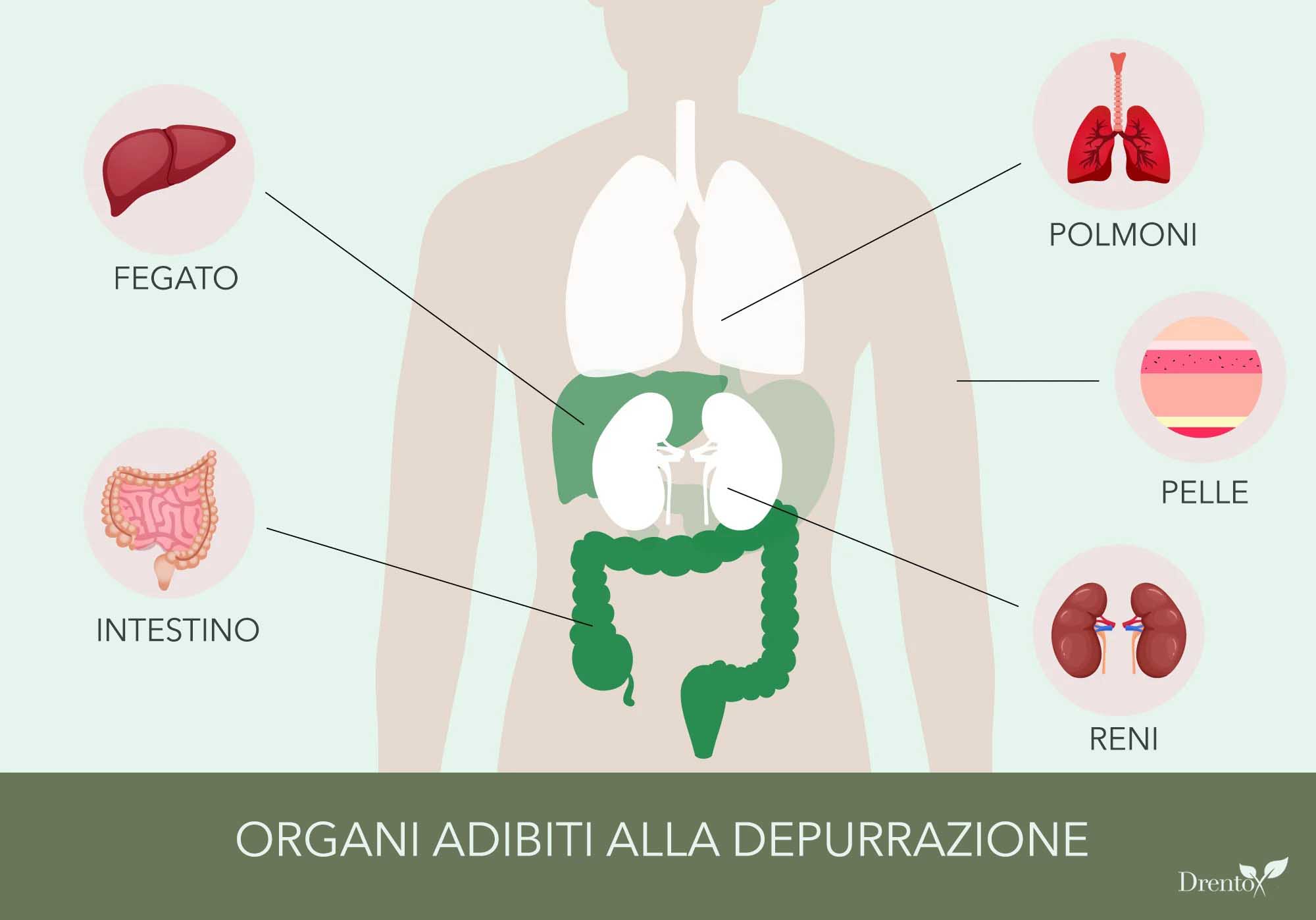 Liberare gli Organi : La Chiave per Ritrovare il Benessere. 1 Liberare gli Organi : La Chiave per Ritrovare il Benessere.